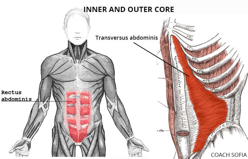 transverse abdominis muscle
