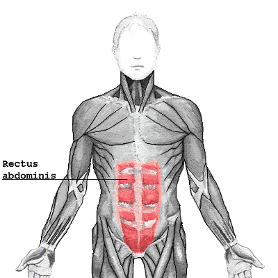 core muscles of the body