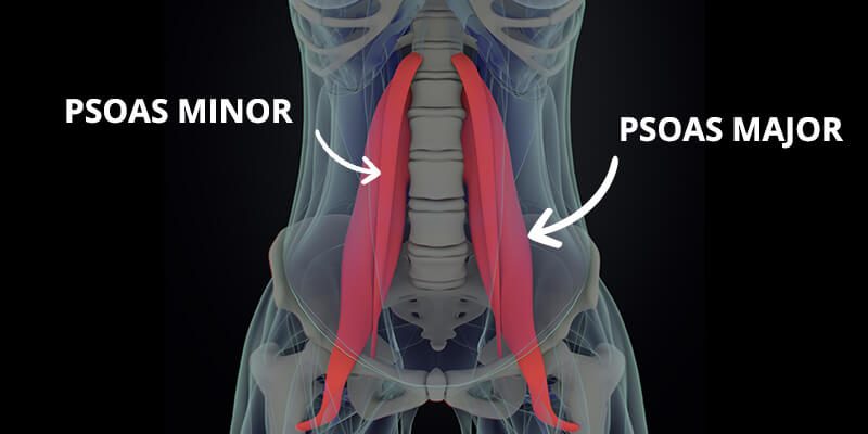 How To Effectively Release Your Psoas Muscle 2022