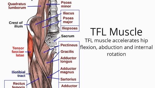 NeuroKinetic Therapy - The tensor fascia lata (TFL) fascinates me because  it is a hip abductor, internal rotator, and flexor, thus involved in a  multitude of movement patterns. This blog details its