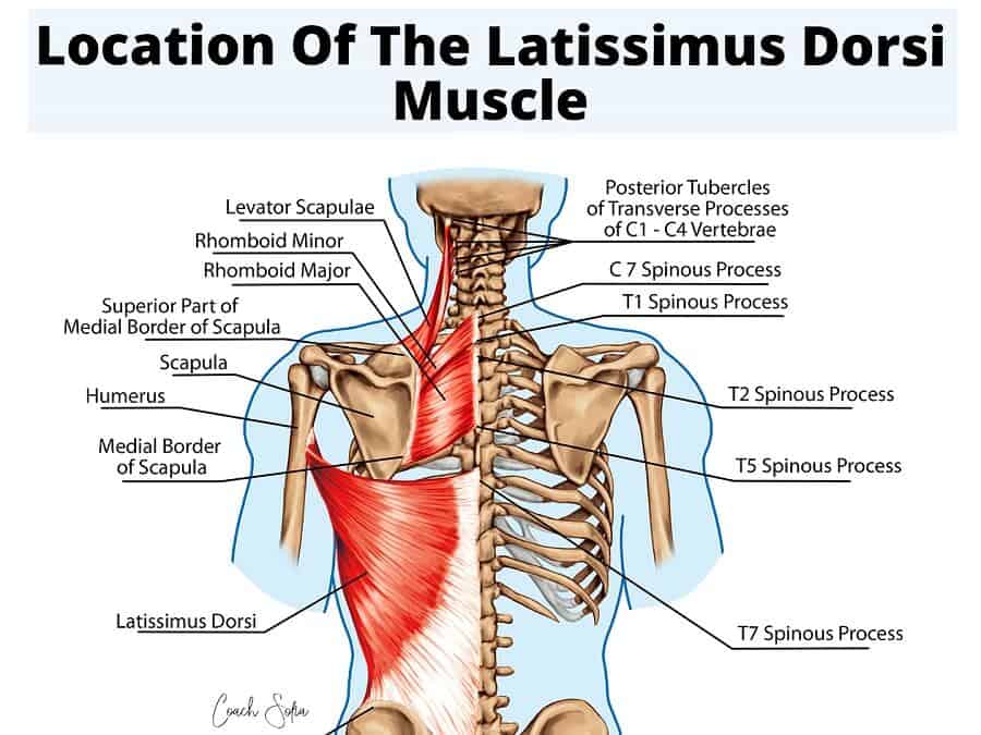 Latissimus dorsi pain: Symptoms, causes, and exercises for relief