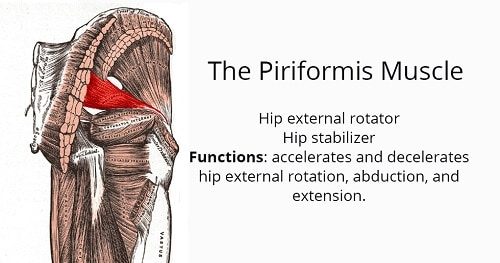 piriformis muscle action