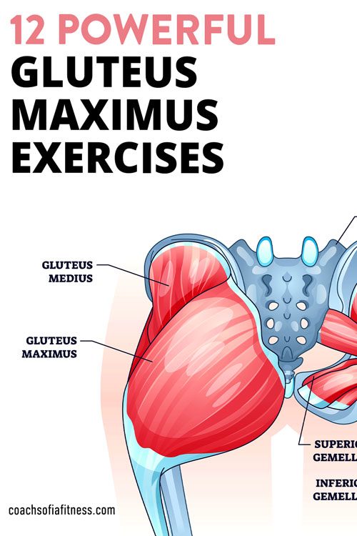 12 Powerful Gluteus Maximus Exercises To Fix Weakness & Lift Your