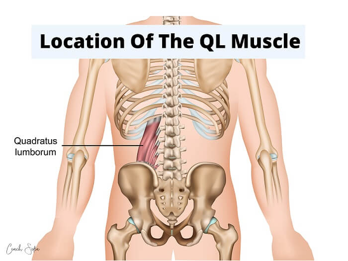 🗣Flank Pain - Quadratus Lumborum👇 . ❓Do you get Pain in this region? What  do you find relieves it? . 🎉Besides sounding like a Harry Potter spell,  the, By The Strength Therapist