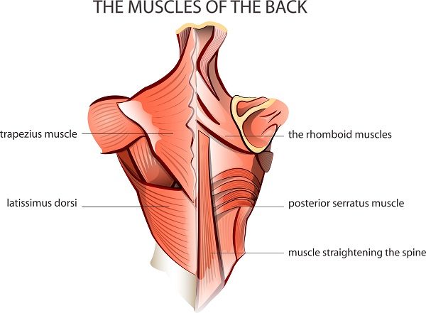 Levator Scapulae Release And Exercises (Instant Neck Pain Relief)