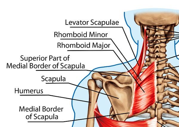 levator scapulae muscle