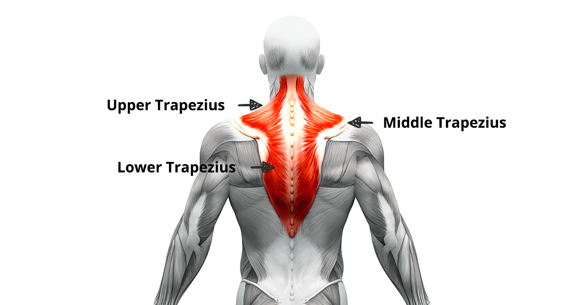 Upper, middle, and lower trapezius