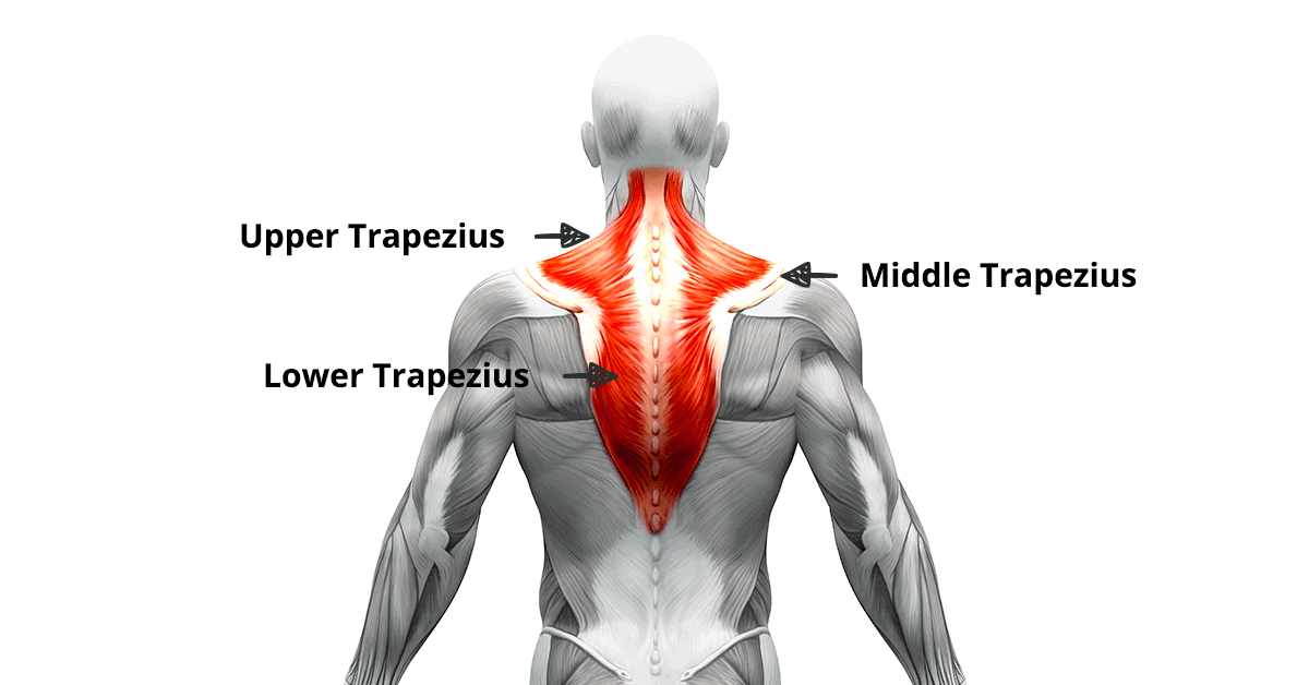 trapezius muscle exercise