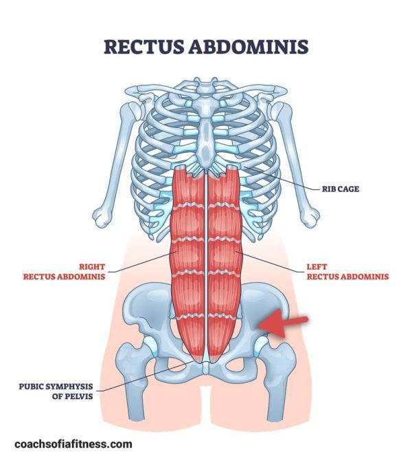 17 Lower Abs Exercises to Target Your Lower Abdominals - Coach Sofia ...