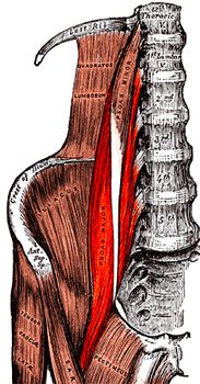 Psoas-major