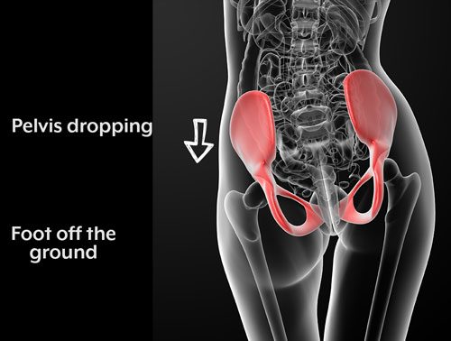 Weak Glutes and How They May Be Impacting Your Pain - Tivoli Chiropractic