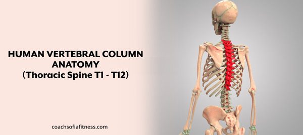 anatomy thoracic spine