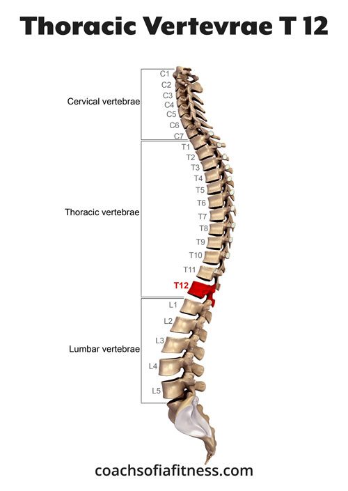 7 Thoracic Spine Stretches To Improve Your Mobility (shared by Exercise  Specialist) - Coach Sofia Fitness