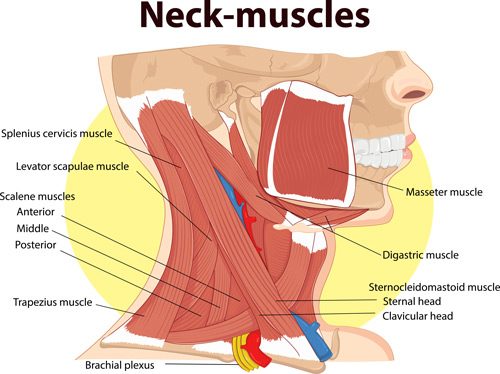 Neck-muscles