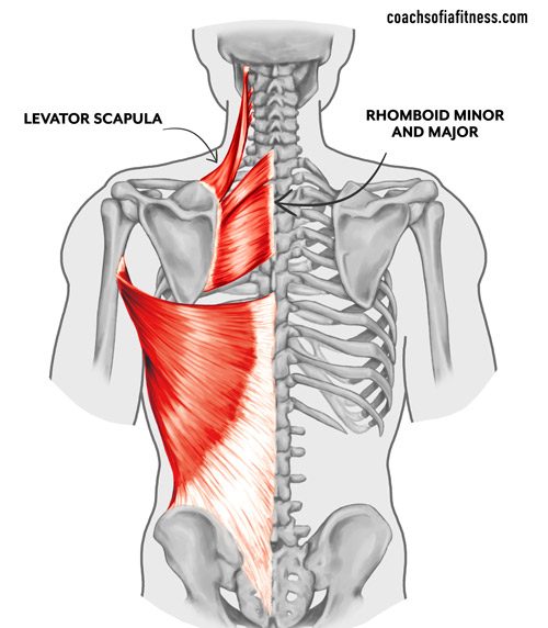 Rhomboid discount major stretch