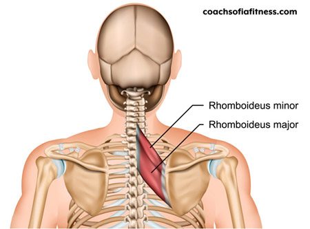 Rhomboid Pain / Interscapular Pain