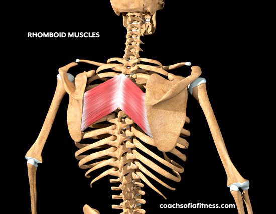 Rhomboids-muscle-pain