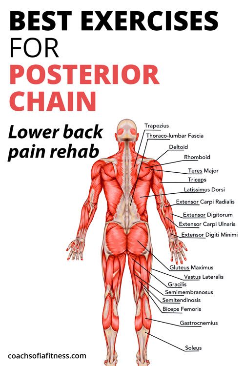 14 Top Posterior Chain Exercises For Back Pain Relief - Coach Sofia Fitness