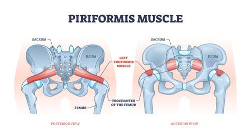 piriformis muscle origin and insertion