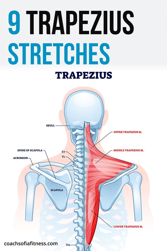 9 Effective Trapezius Release Stretches For Upper Back Pain Coach