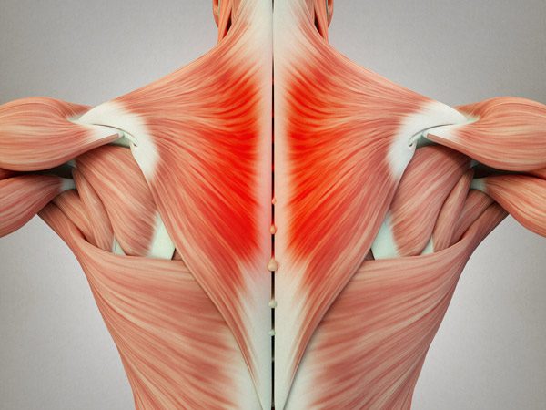 4 Ways to Loosen Your Trapezius Muscles - Sports Physiotherapy Melbourne  CBD & Clinical Pilates