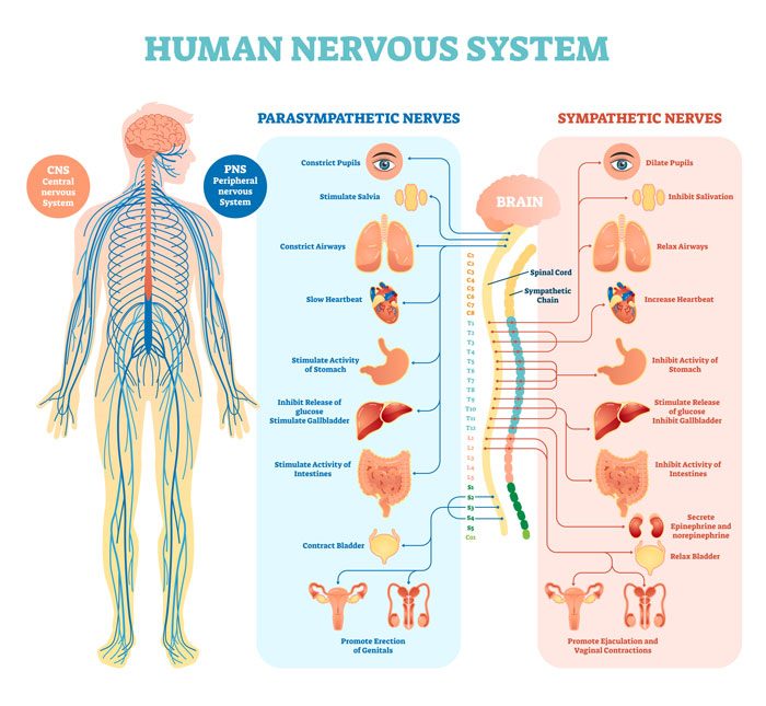 How To Calm Your Nervous System & Relieve Chronic Pain - Coach Sofia 